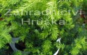 tis Densiformis - Taxus media Densiformis