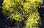 borovice kle Karstens - Pinus mugo Karstens