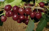 tee obecn Lapins - Prunus avium Lapins