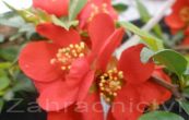 kdoulovec ndhern Fire Dance - Chaenomeles superba Fire Dance