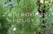 borovice kleč Robusta - Pinus mugo Robusta