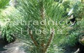 borovice černá Klapý - Pinus nigra Klapý