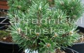 borovice kle Midget - Pinus mugo Midget