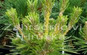 borovice thunbergova Banshoho - Pinus thunbergii Banshoho