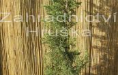 jalovec čínský Stricta - Juniperus chinensis Stricta