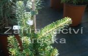 jedle korejsk Golden Cluis - Abies koreana Golden Cluis