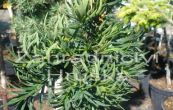 tis erven Balatka - Taxus baccata Balatka