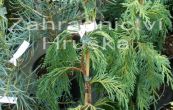 cypiek nutkajsk Pendula - Cupressus nootkatensis Pendula