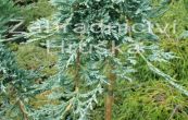 jalovec polehl Icee Blue - Juniperus horizontalis Icee Blue