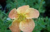 mochna kovit Hopley's Orange - Potentilla fruticosa Hopley's Orange