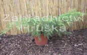 jalovec prostedn Pfitzeriana Aurea - Juniperus  pfitzeriana Pfitzeriana Aurea