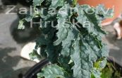 jasan ztepil Crispa - Fraxinus excelsior Crispa