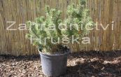 borovice kle Humpy - Pinus mugo Humpy