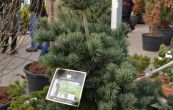 borovice drobnokvětá Negishi - Pinus parviflora Negishi