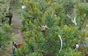 borovice drobnokvt Negishi - Pinus parviflora Negishi