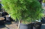 borovice ern Compacta - Pinus nigra Compacta