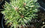 borovice pyrenejsk Jeek - Pinus uncinata Jeek