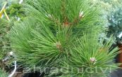 borovice černá Hornibroockiana - Pinus nigra Hornibroockiana