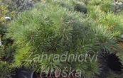borovice černá Bambino - Pinus nigra Bambino