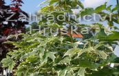 javor ml Drummondii - Acer platanoides Drummondii