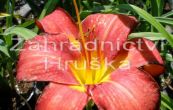 denivka Chicago Apache - Hemerocallis Chicago Apache