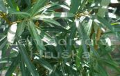 rakytnk eetlkov - Hippophae rhamnoides