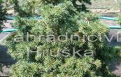 smrk ztepil Maxwellii - Picea abies Maxwellii