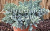 jalovec upinat Blue Star - Juniperus squamata Blue Star