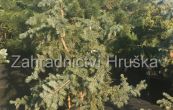 smrk pichlav Iseli Fastigiata - Picea pungens Iseli Fastigiata