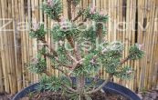 borovice kle Minima Kalou - Pinus mugo Minima Kalou