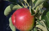 jablo domc Waltz  - Malus domestica Waltz 