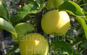 jablo domc Sonet - Malus domestica Sonet
