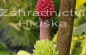smrk ztepil Acrocona - Picea abies Acrocona