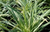 Ophiopogon planiscapus Albovariegata