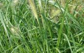 duchan japonsk Gelbstiel - Pennisetum alopecuroides Gelbstiel
