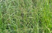 proso prutnat Strictum - Panicum virgatum Strictum