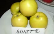 jablo domc Sonet - Malus domestica Sonet