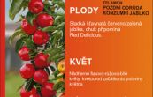 jablo domc Waltz  - Malus domestica Waltz 