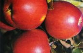 jablo domc Jonagold - Malus domestica Jonagold
