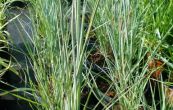 Andropogon scoparius Prairie Blues