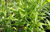 uniola - Chasmanthium latifolium