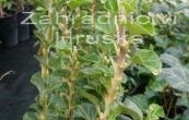 bean popnav Erecta - Hedera helix Erecta