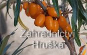 rakytnk eetlkov - Hippophae rhamnoides