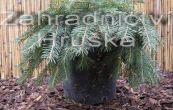 smrk ztepil Formnek - Picea abies Formnek
