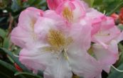 Pěnišník Brigitte - Rhododendron Brigitte
