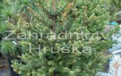 smrk ztepil Jana Brno - Picea abies Jana Brno