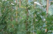 ostruink Oregon Thornless - Rubus fruticosus Oregon Thornless