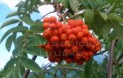 jeb pta Pendula - Sorbus aucuparia Pendula