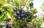 temnoplodec - Aronia