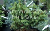 smrk ztepil Little Gem - Picea abies Little Gem